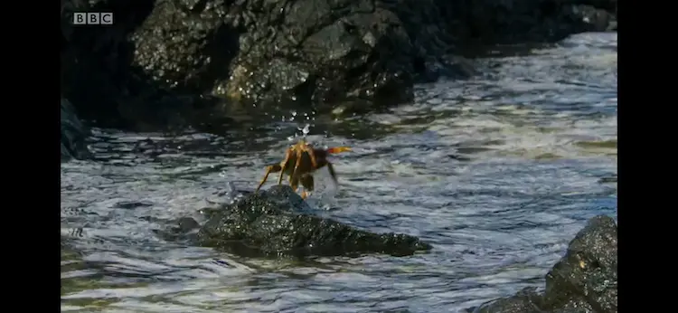 Red rock crab (Grapsus grapsus) as shown in Blue Planet II - Coasts